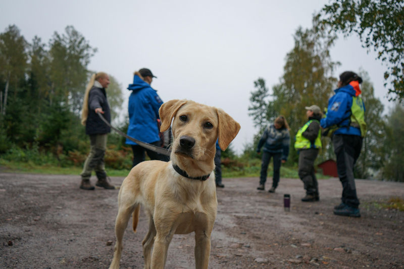 I Nittedal møtes medlemmene av Norske Redningshunder i Romerike for å trene hundene.